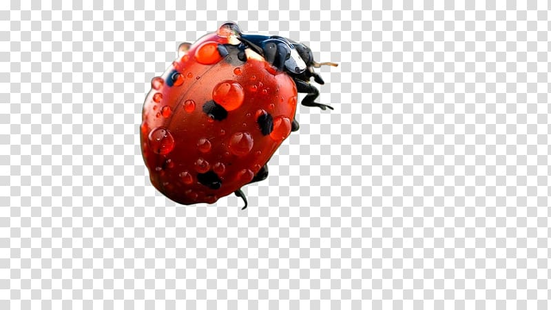 Ladybird, Ladybug transparent background PNG clipart