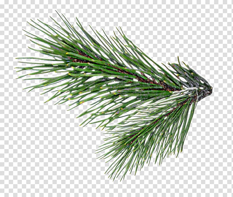 christmas tree branches transparent background PNG clipart