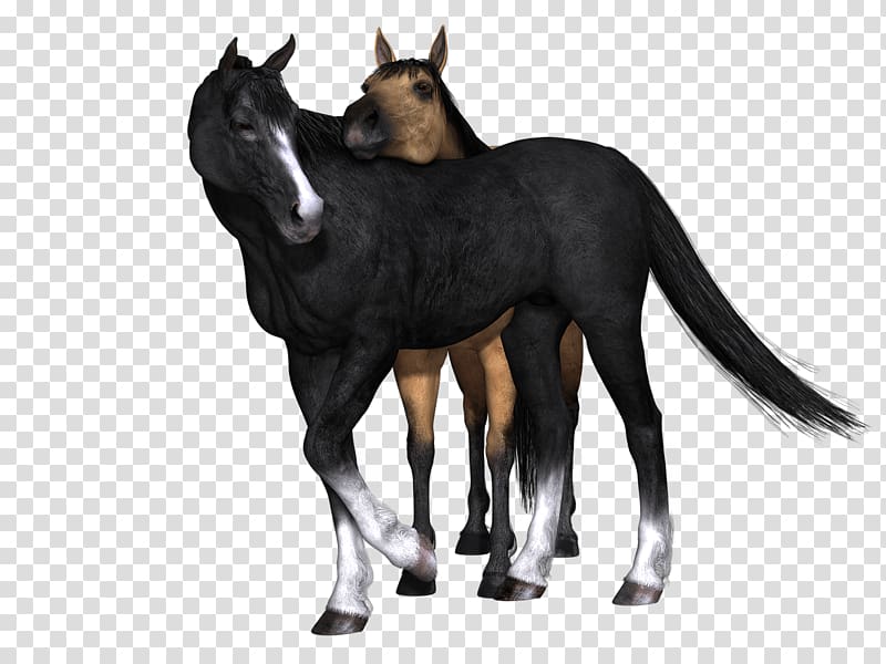black horse, Horses Black Horse Looking Back transparent background PNG clipart