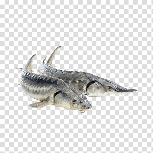 Beluga White sturgeon Sterlet Fish, fish transparent background PNG clipart