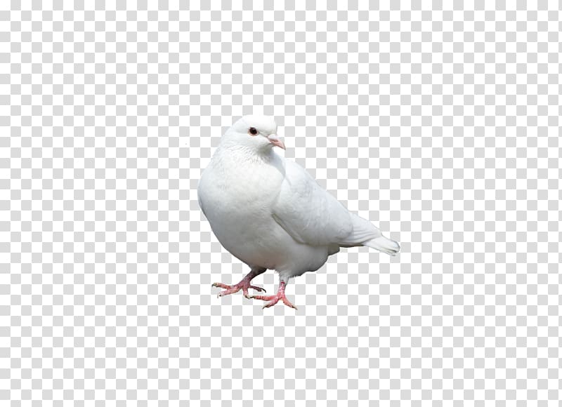 Columbidae Bird Columba White, pigeon transparent background PNG clipart