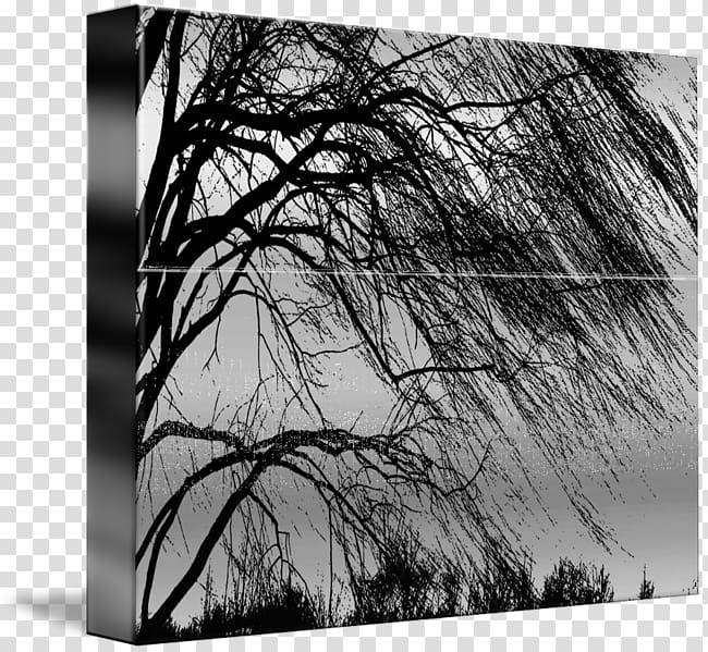 Tree Weeping willow Woody plant Trunk, weeping willow transparent background PNG clipart