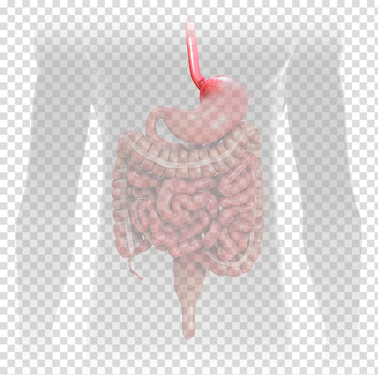 Crohn's disease Crohn's & Colitis Foundation Ulcerative colitis Esophagus Gastrointestinal tract, esophagus transparent background PNG clipart
