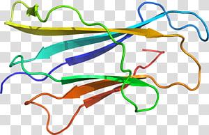 Line Point Organism , line transparent background PNG clipart thumbnail