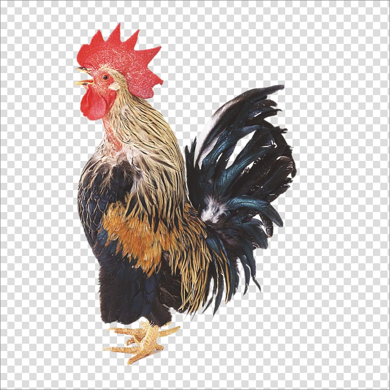 Chicken Broiler Rooster Duck Poultry, cock transparent background PNG clipart