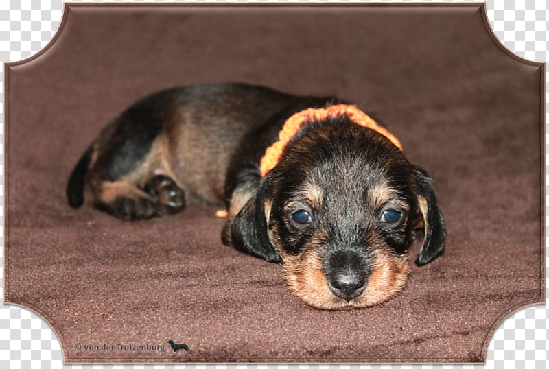 Dog breed Dachshund Puppy Aretus Breeder, puppy transparent background PNG clipart
