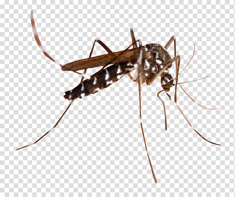 Marsh Mosquitoes Malaria Mosquito-borne disease Mosquito control, Churchmosque Of Ulcinj transparent background PNG clipart