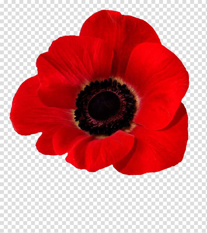 Blood Swept Lands and Seas of Red Common poppy Opium poppy In Flanders Fields, poppy transparent background PNG clipart