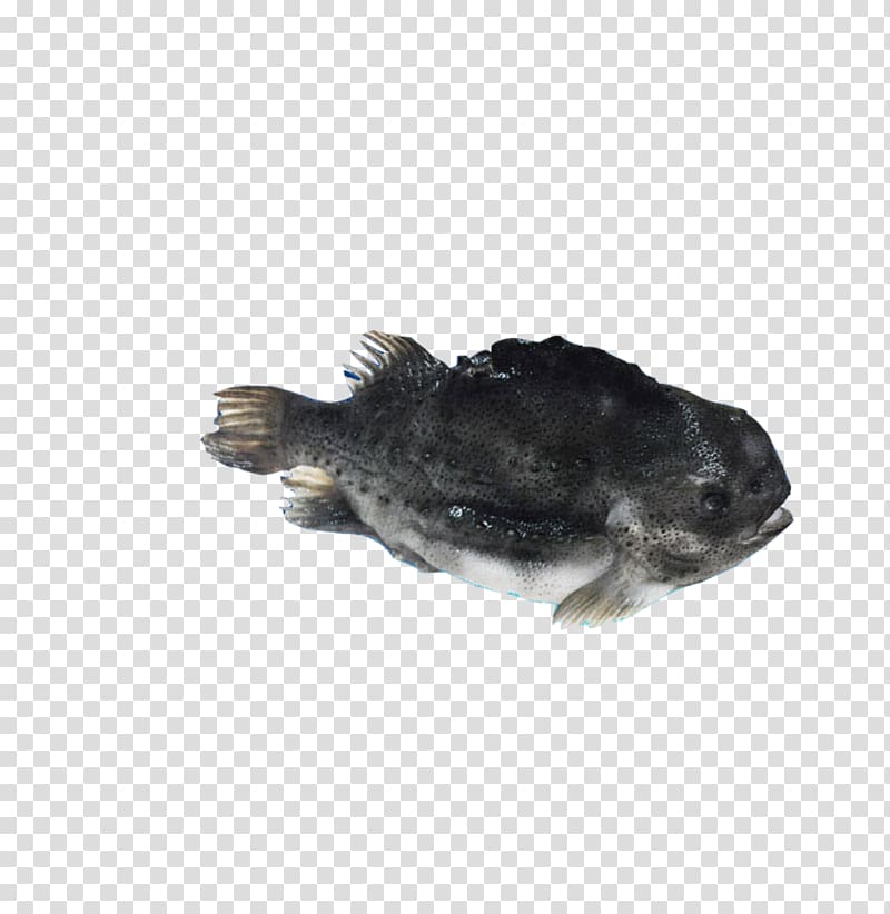 Grouper Seafood Fish, The boat on the frozen sea fish transparent background PNG clipart