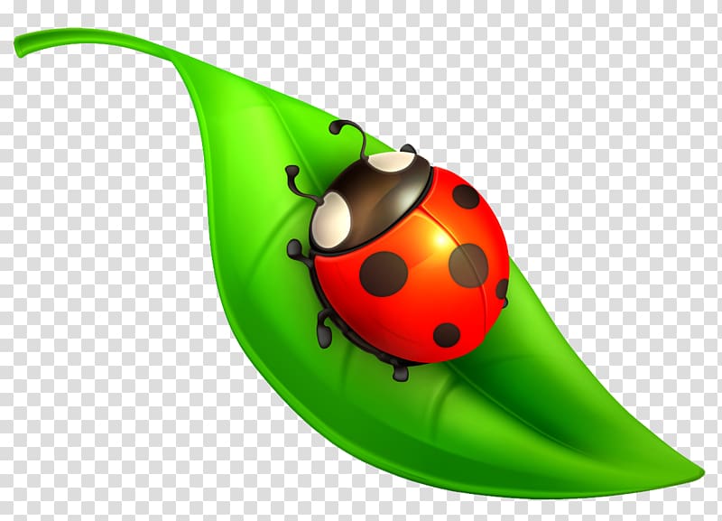 , Ladybug transparent background PNG clipart