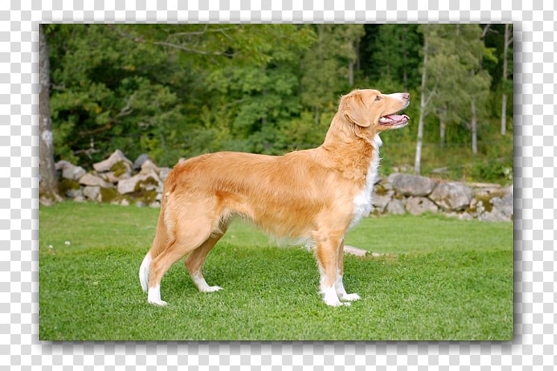 Nova Scotia Duck Tolling Retriever Golden Retriever Dog breed Companion dog, golden retriever transparent background PNG clipart