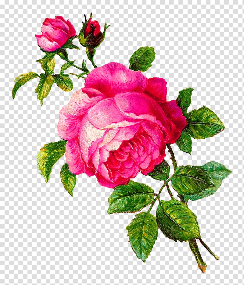 Rose Flower , flour transparent background PNG clipart