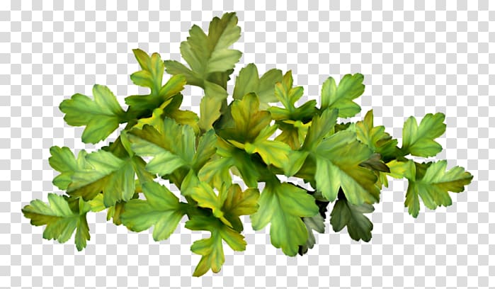 Parsley Vegetable Marjoram Herb, vegetable transparent background PNG clipart