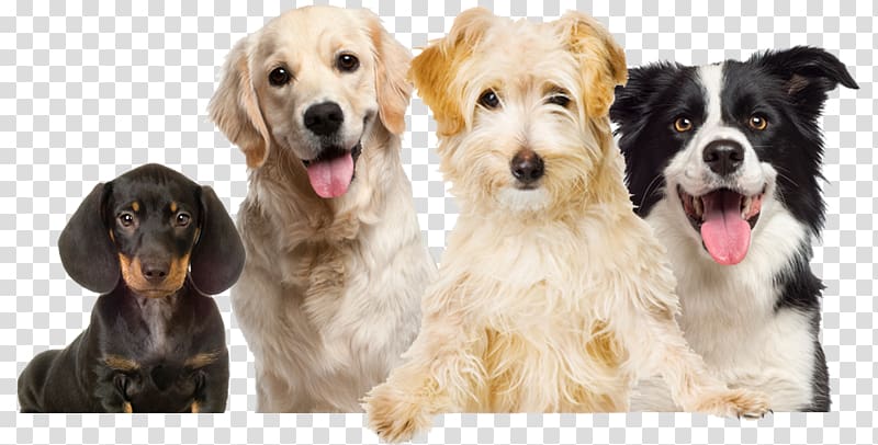 four variety breed of dogs, Labrador Retriever Puppy Pet Dog grooming Dog Food, dogs transparent background PNG clipart