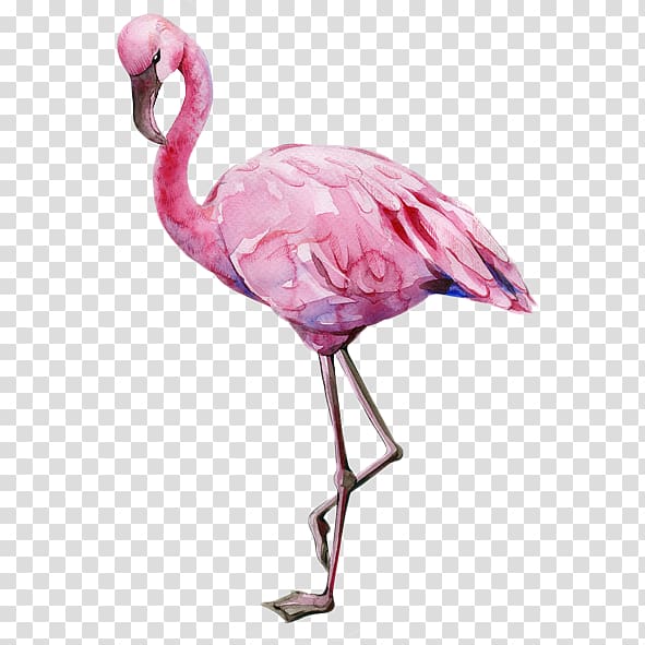 Flamingo, flamingo transparent background PNG clipart