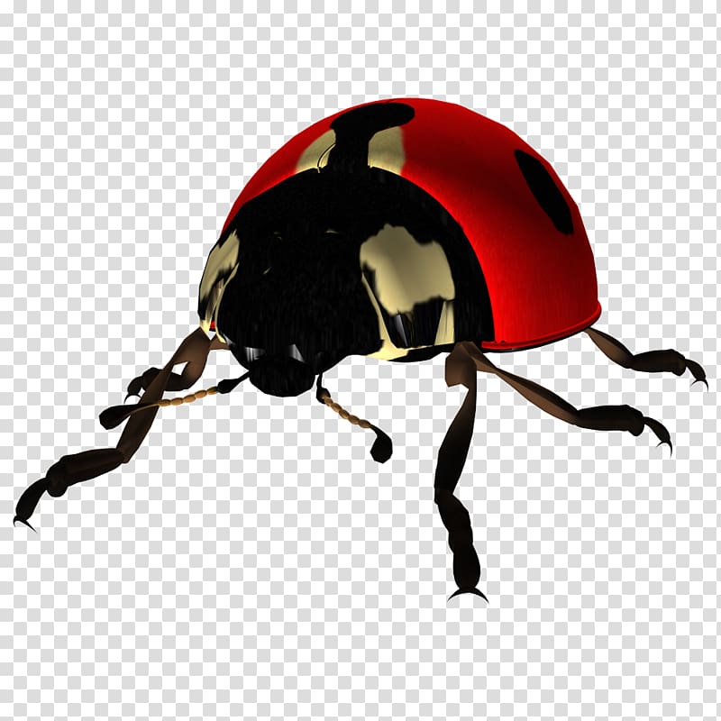 Ladybird Beetle, ladybug transparent background PNG clipart