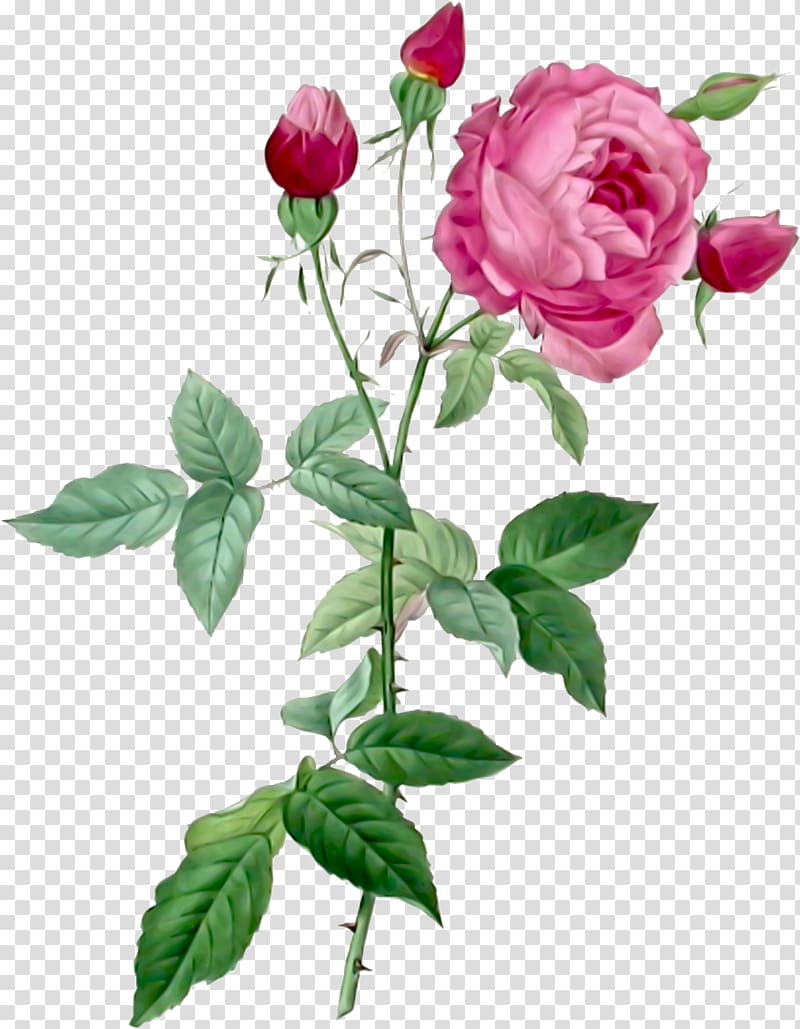 Pierre-Joseph Redouté (1759-1840) Les roses Flowers The complete book of 169 Redouté roses French rose, Flowers transparent background PNG clipart