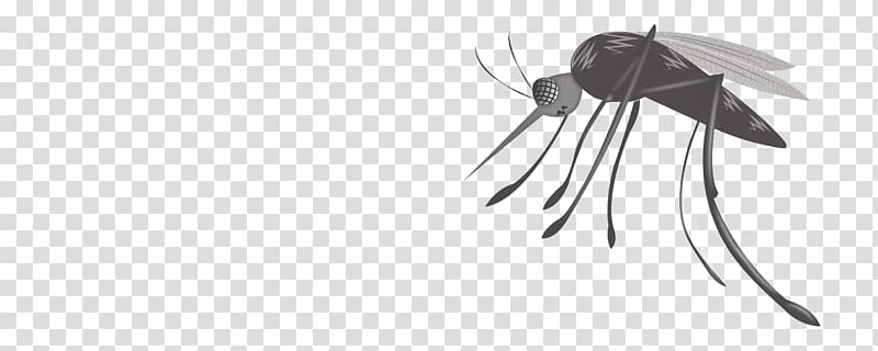 Mosquito Line art Insect Drawing Butterfly, mosquito transparent background PNG clipart