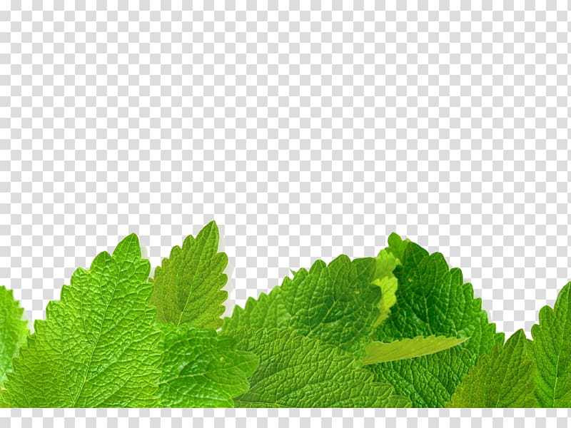 green mint leaves transparent background PNG clipart