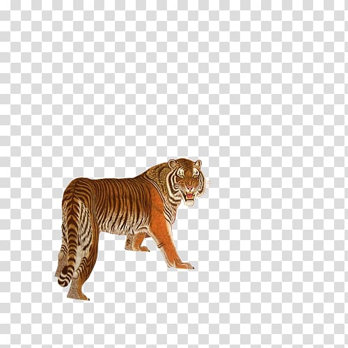 South China tiger Bengal tiger Euclidean , tiger transparent background PNG clipart