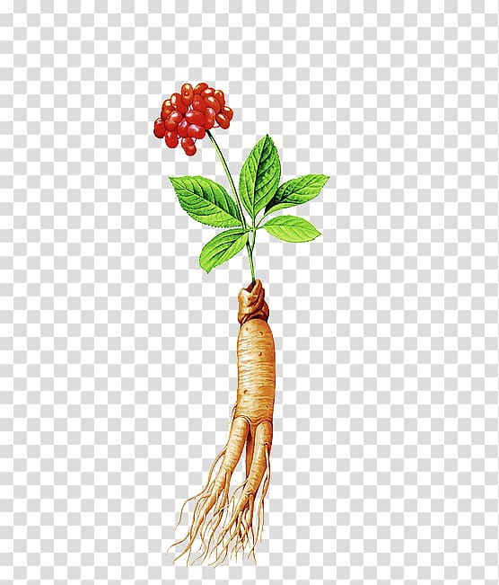 Samgye-tang Korean cuisine Chinese herbology American ginseng Traditional Chinese medicine, others transparent background PNG clipart