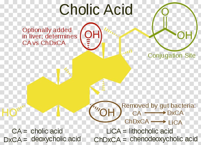 Dietary supplement Bile acid Cholic acid, Bile Acid transparent background PNG clipart