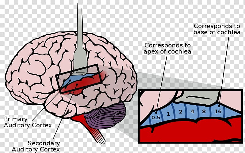 Auditory cortex Auditory system Cerebral cortex Sensory cortex Brain, Brain transparent background PNG clipart