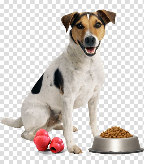 Dog Toys Cat Pet Veterinarian, Dog transparent background PNG clipart