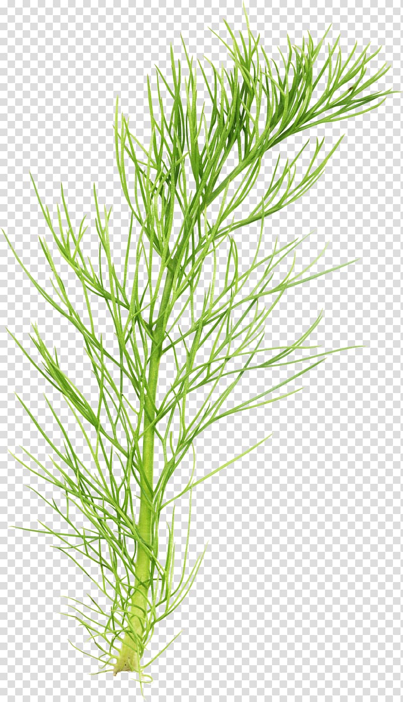 green leafed plant, Herbaceous plant Field horsetail Plant stem, marigold transparent background PNG clipart