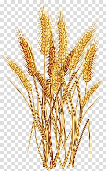 Ear Cereal Wheat berry , ear transparent background PNG clipart