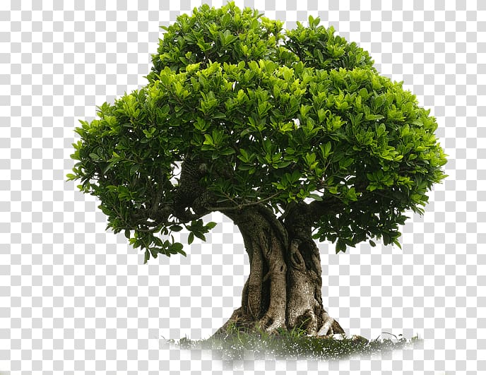 Tree , tree plan sketch transparent background PNG clipart
