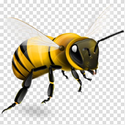 Western honey bee Insect Bumblebee, bee transparent background PNG clipart