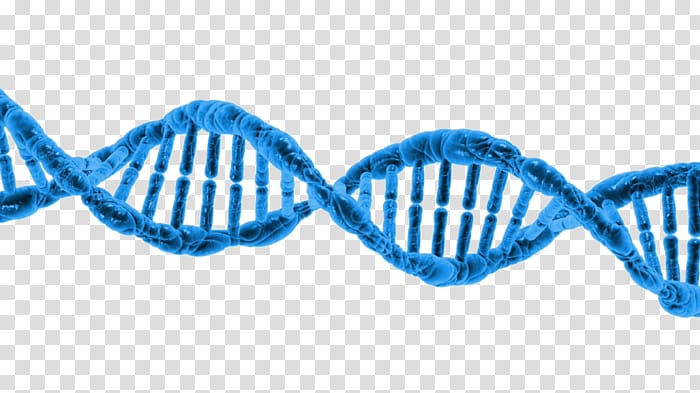 DNA transparent background PNG clipart