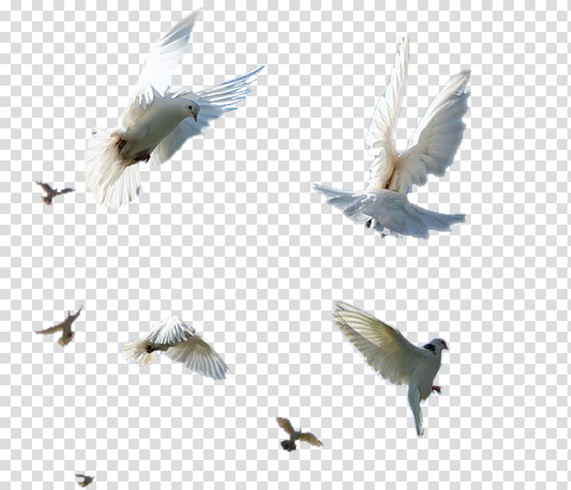 Bird Flight Shush, Iran, Birds flying element transparent background PNG clipart