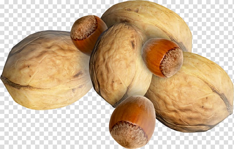 Walnut Juglans , Hazelnuts walnuts kind transparent background PNG clipart