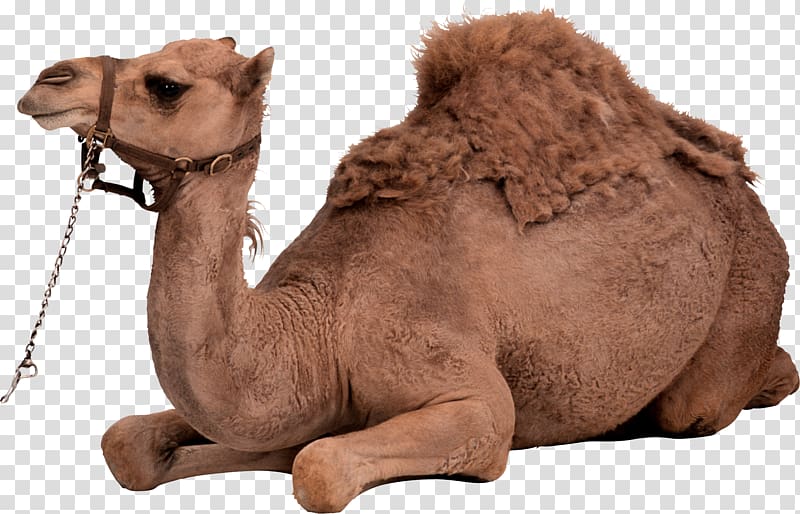 Bactrian camel Dromedary, Camel transparent background PNG clipart