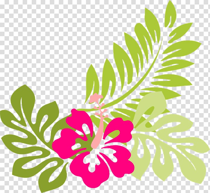 Hibiscus Alyogyne huegelii Luau , tropical flower transparent background PNG clipart