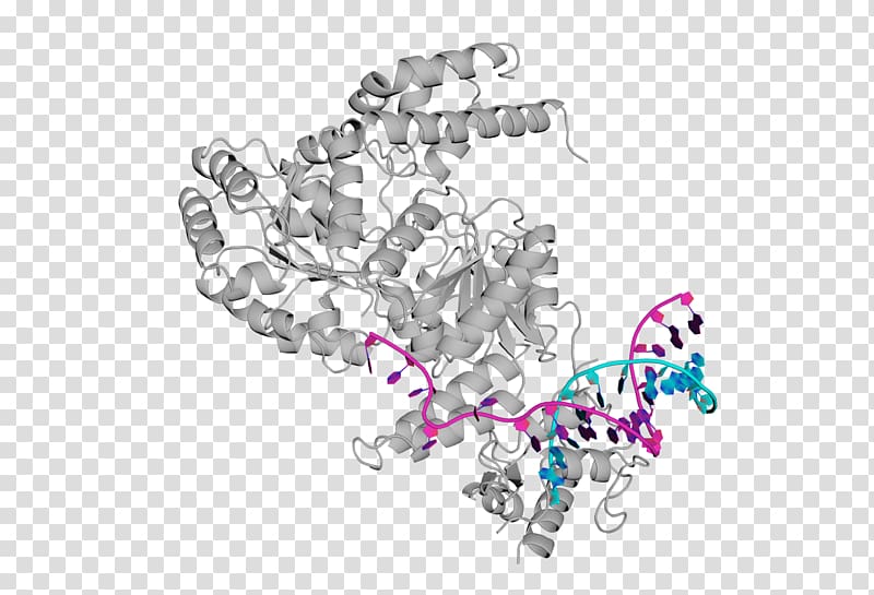 Bloom syndrome protein Disease Symptom, delay syndrome transparent background PNG clipart