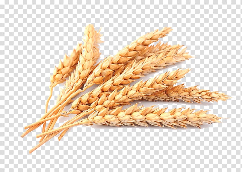 brown wheat, Wheat Straw Cereal, Wheat transparent background PNG clipart