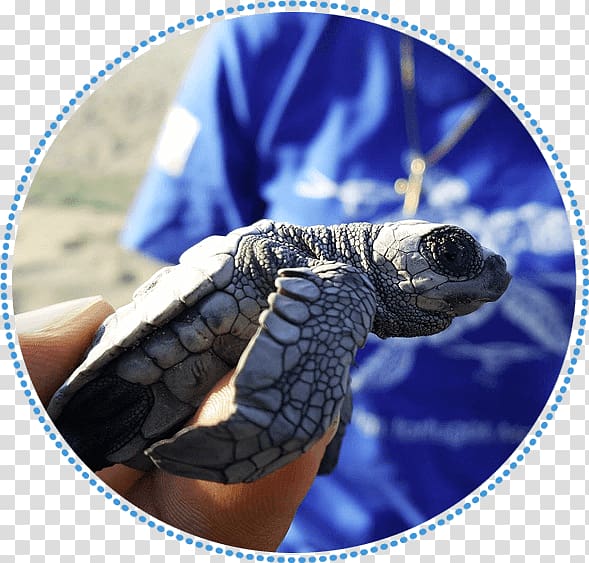 Tortoise Sea turtle Cobalt blue, turtle transparent background PNG clipart
