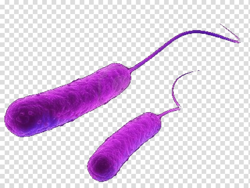 two purple cells , E. coli Bacteria Antimicrobial resistance Shigatoxigenic and verotoxigenic Escherichia coli Toxin, bacteria transparent background PNG clipart