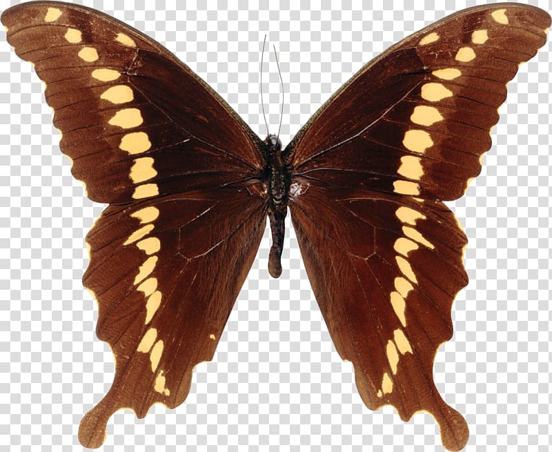 Butterfly Papilioninae Papilio mackinnoni, butterfly transparent background PNG clipart