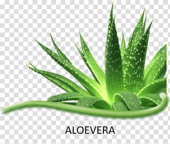 Aloe vera Spiral aloe Asphodelaceae Succulent plant Herbalife Herbal Aloe Concentrate, plants transparent background PNG clipart