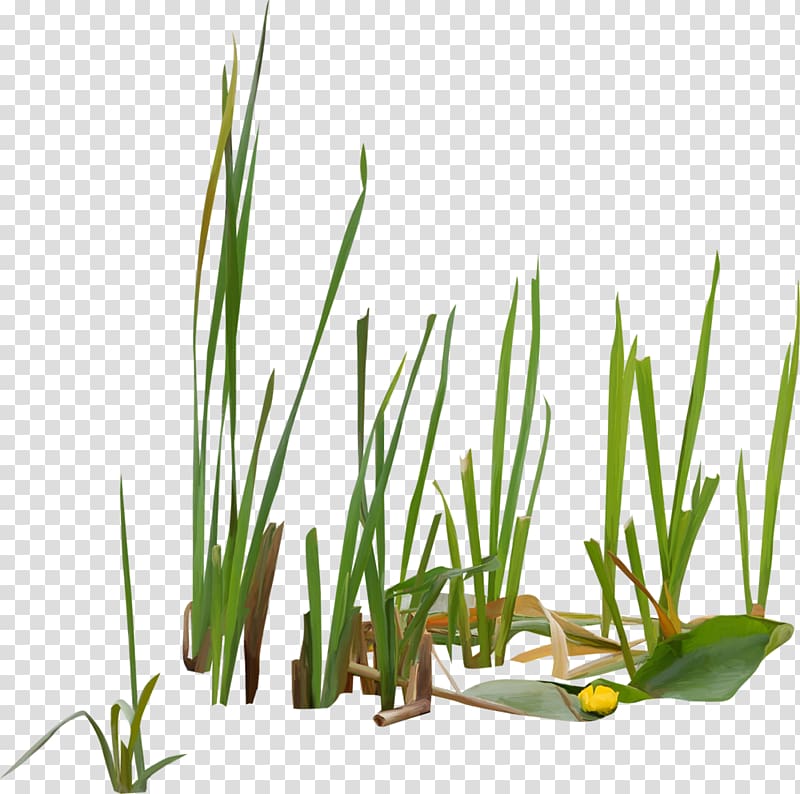 Typha orientalis Vodyanoy Scirpus Swamp Reed, grass transparent background PNG clipart