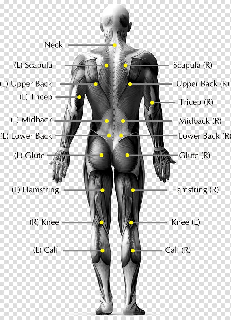 Pain in spine Low back pain Human body Human back Anatomy, Body joints transparent background PNG clipart