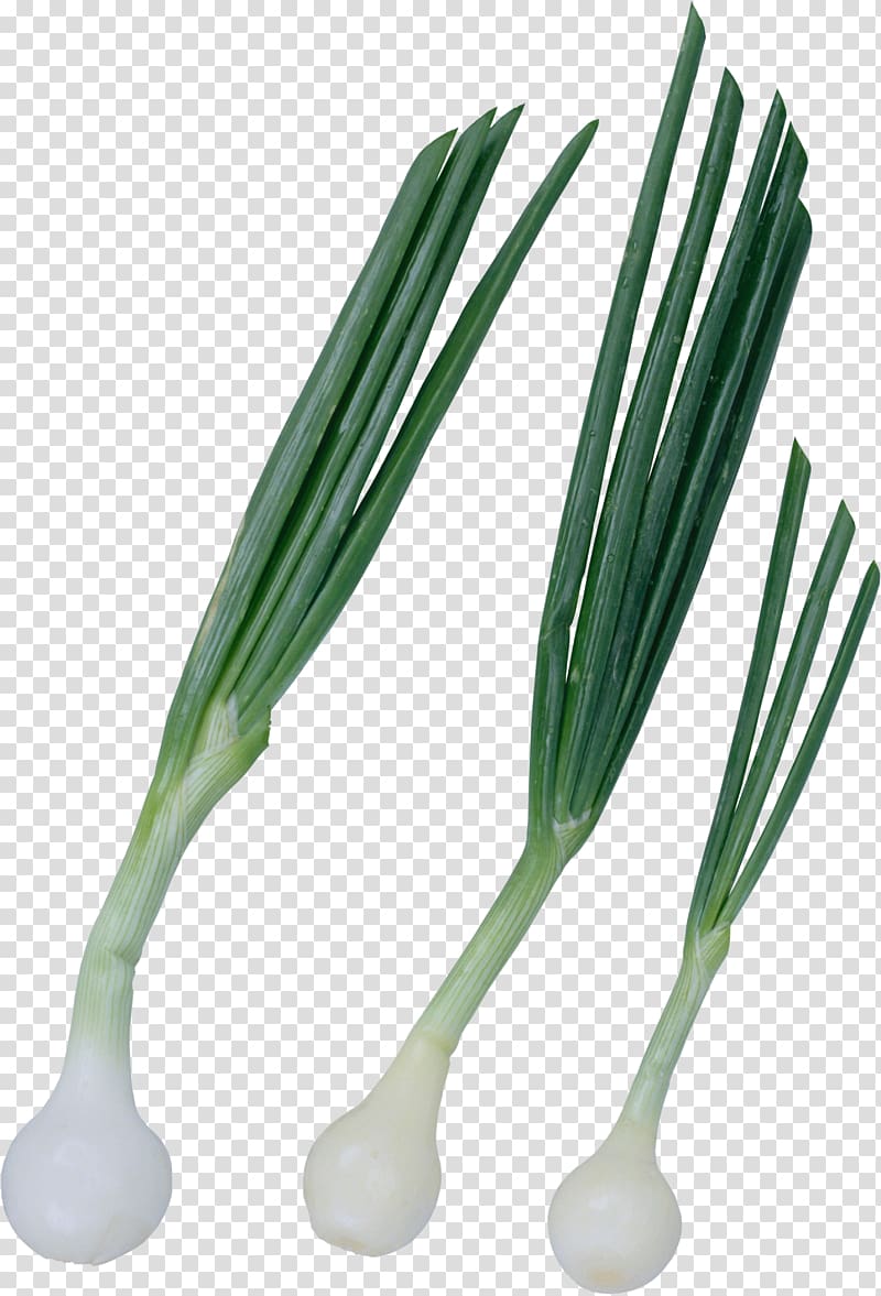 Onion Vegetable Chives Green, onion transparent background PNG clipart
