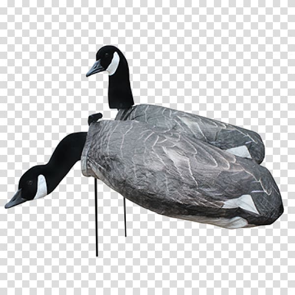 Canada Goose Mallard White Rock Duck, goose transparent background PNG clipart