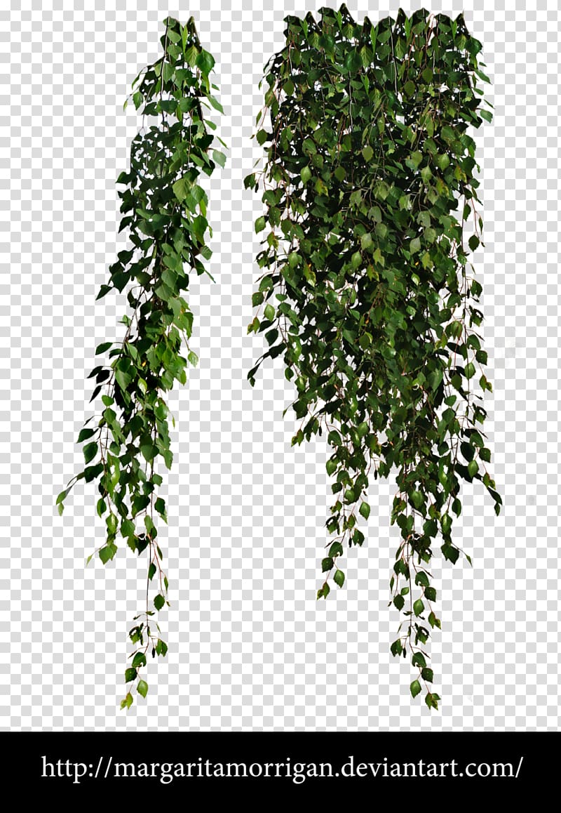 green leafed plant illustration, Plant Vine , greenery transparent background PNG clipart