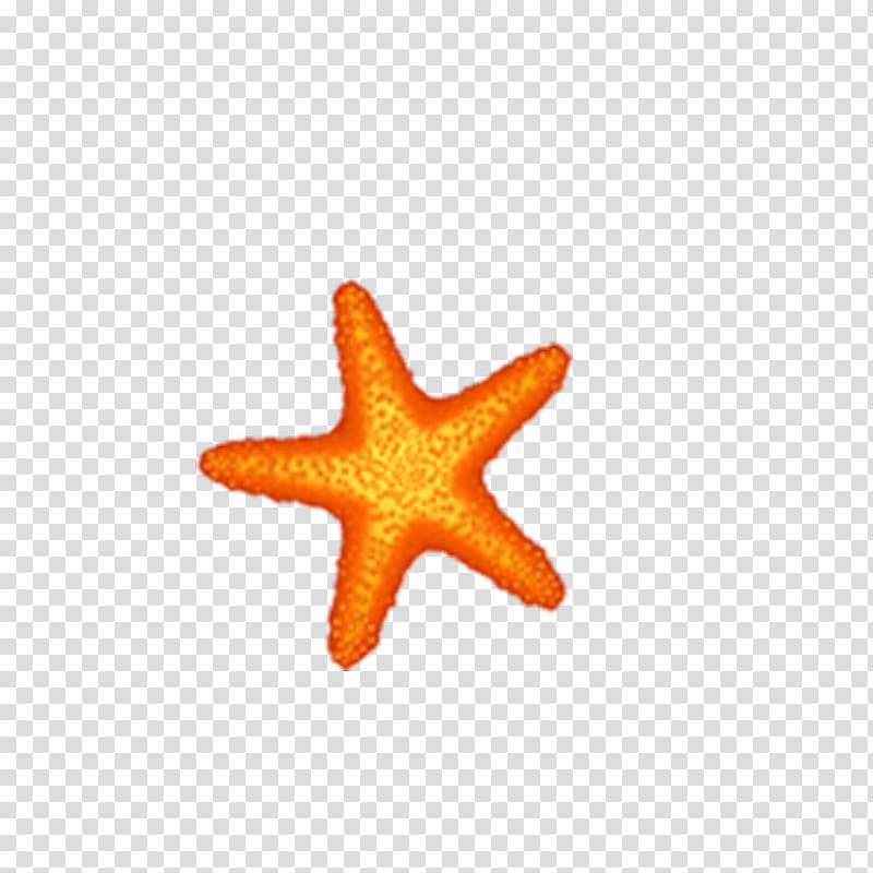 Orange Beach Uptown Starfish, starfish transparent background PNG clipart
