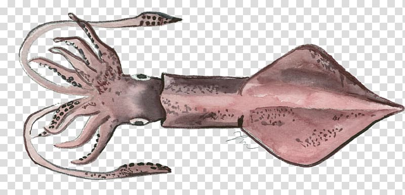European squid Cephalopod Loligo forbesii Invertebrate, pot pattern transparent background PNG clipart